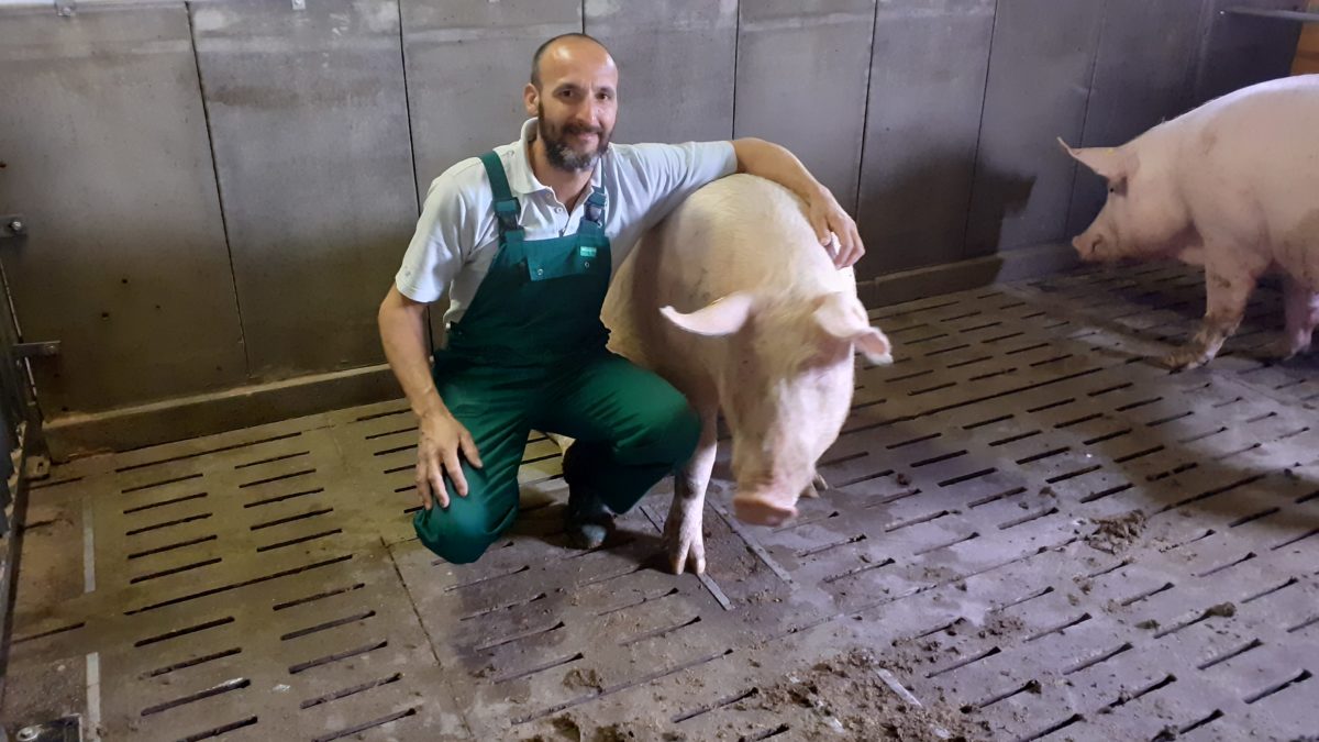 Une machine à soupe à deux cuves pour alimenter plus rapidement les porcs  charcutiers